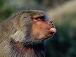 Baboon sticking out tongue